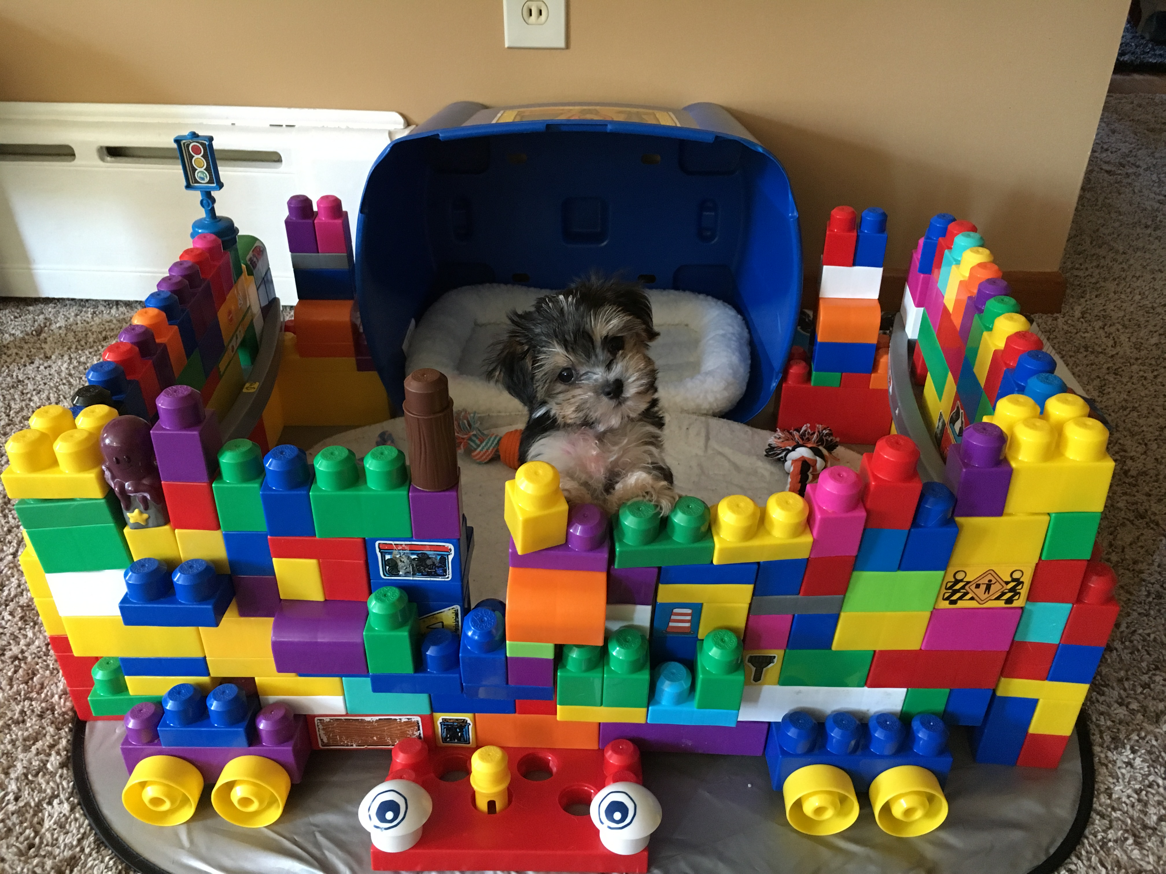 Best Morkie Baby