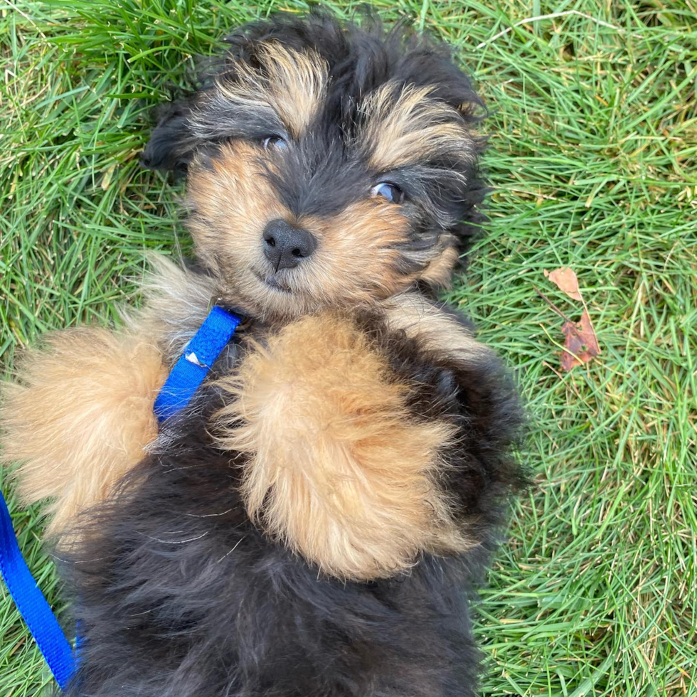 Happy Mini Aussiedoodle Pup in Pelham NH