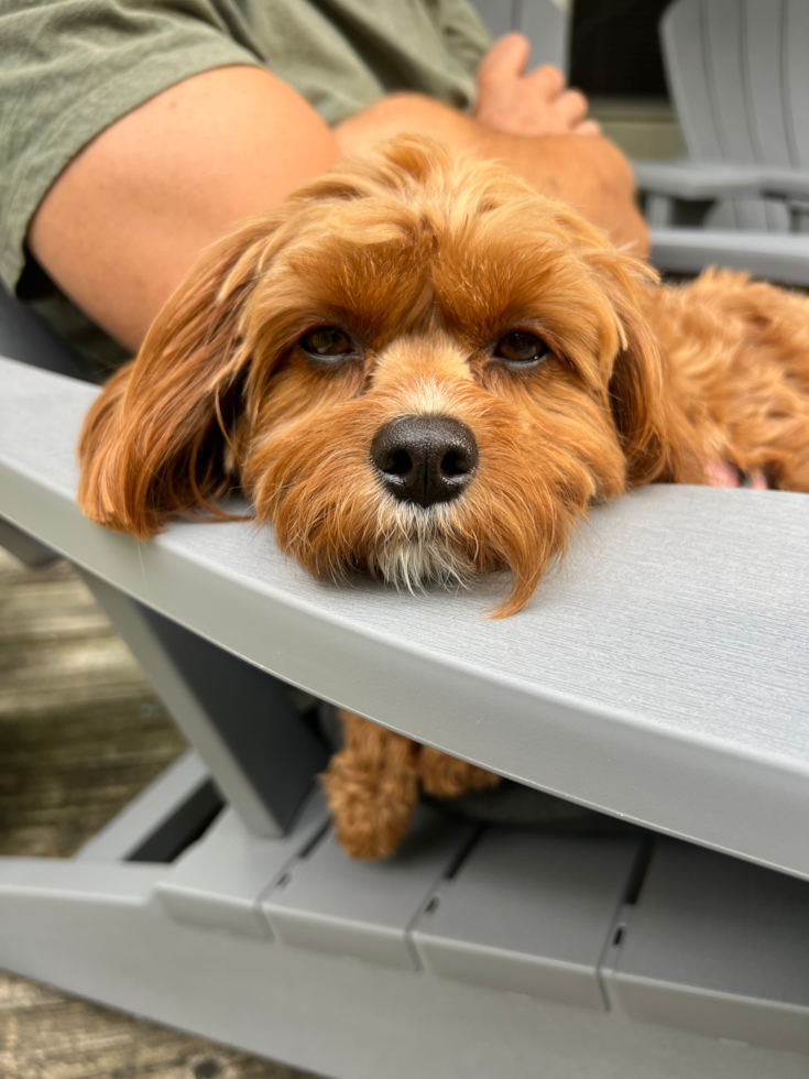 Energetic Cavoodle Poodle Mix Pup