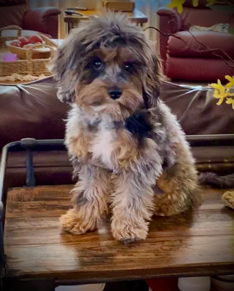 Cute Cavapoo Pup