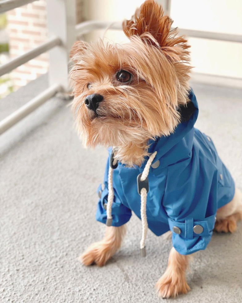 Energetic Yorkie Purebred Pup