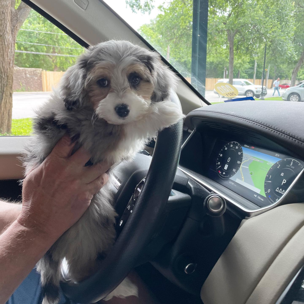 Friendly Mini Aussiedoodle Pup in Houston TX