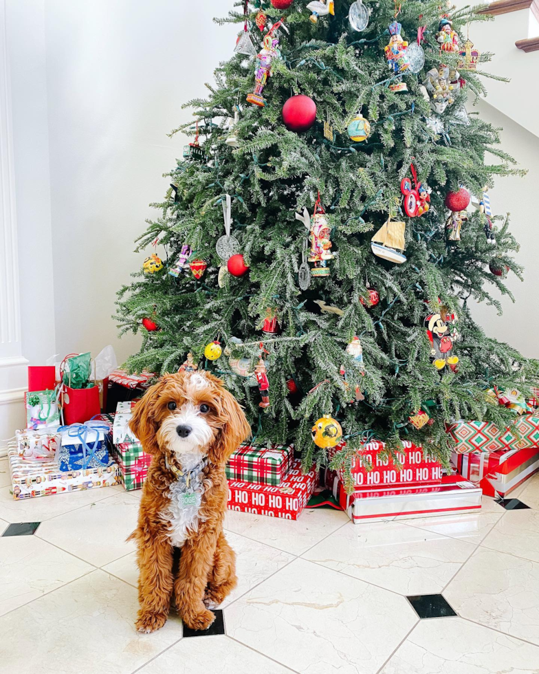 Cavapoo Being Cute