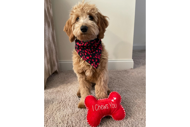 Smart Mini Goldendoodle Poodle Mix Pup