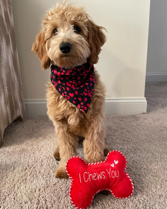 Happy Mini Goldendoodle Pup in Holtsville NY