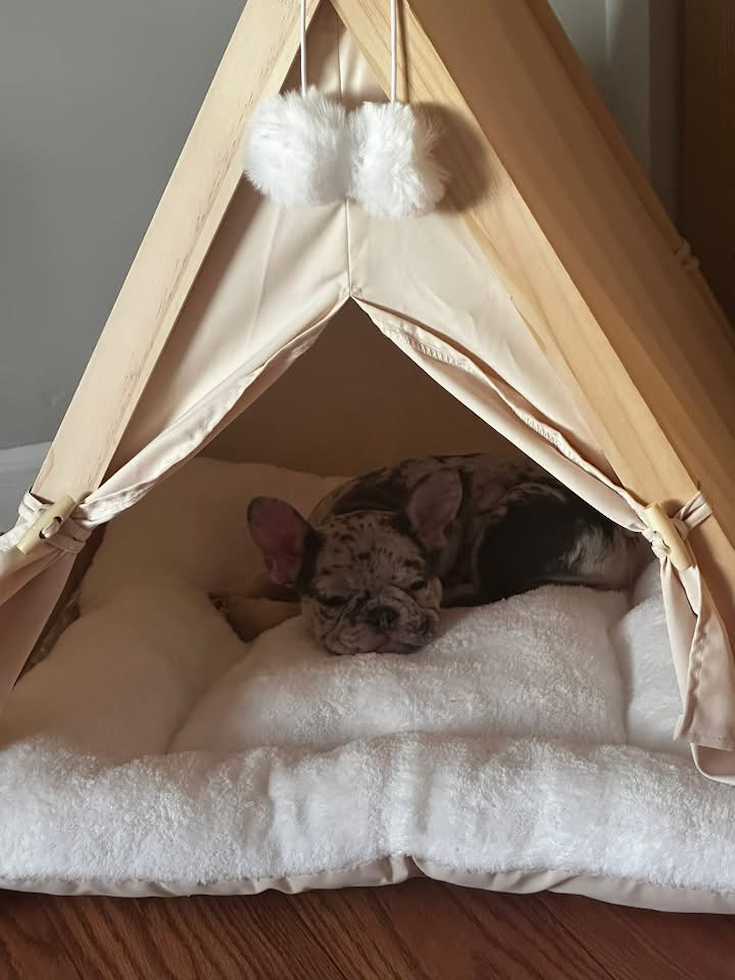 French Bulldog Being Cute