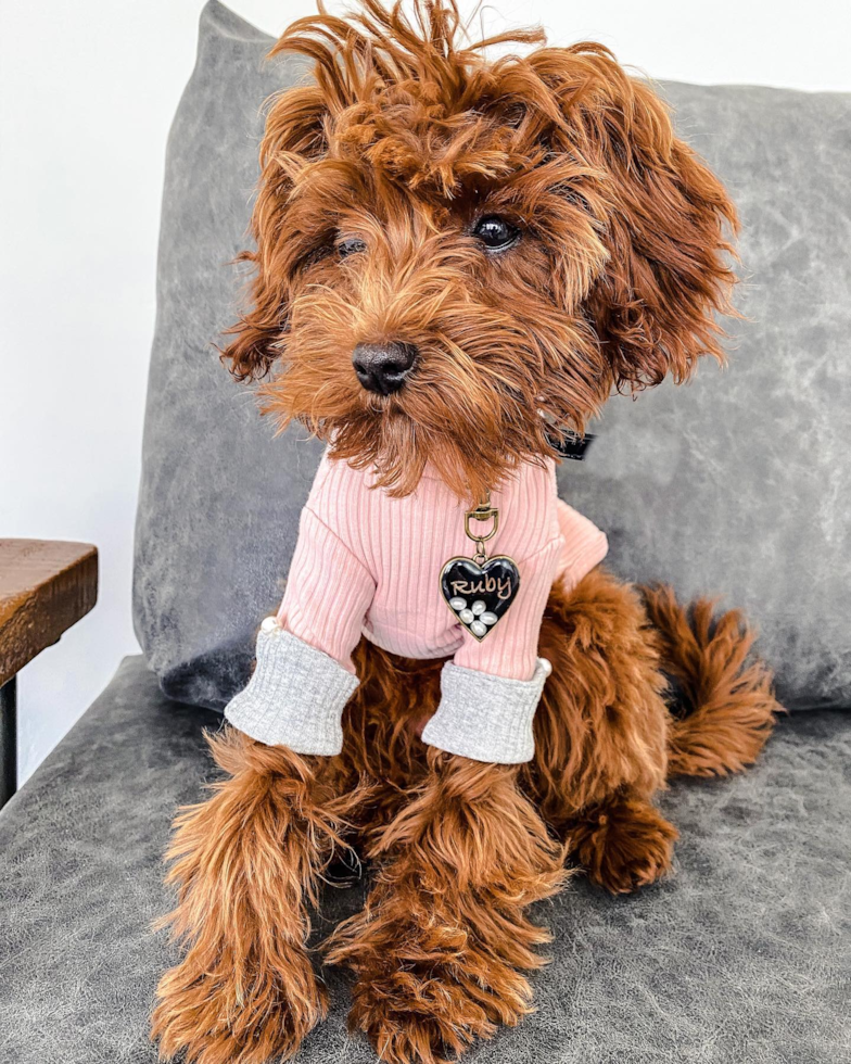 Cute Cavapoo Pup