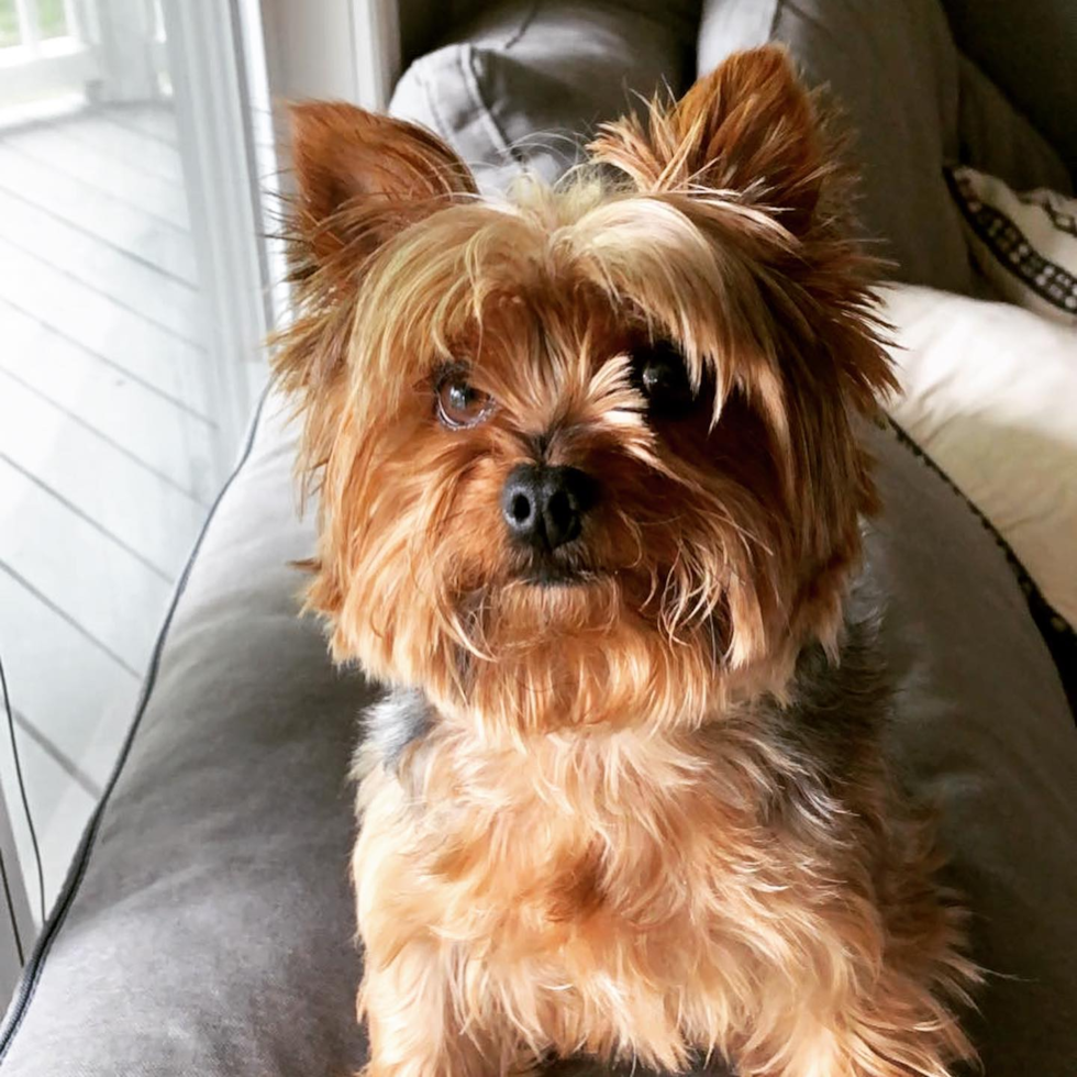 Morgantown Cavapoo Pup