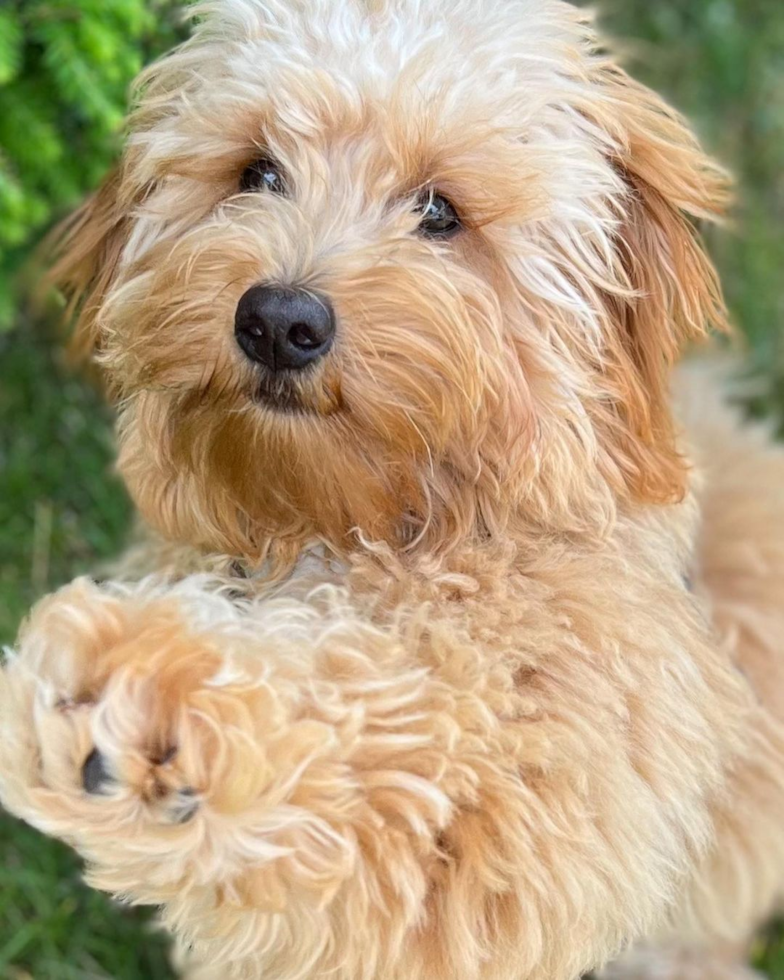 Mini Goldendoodle Being Cute