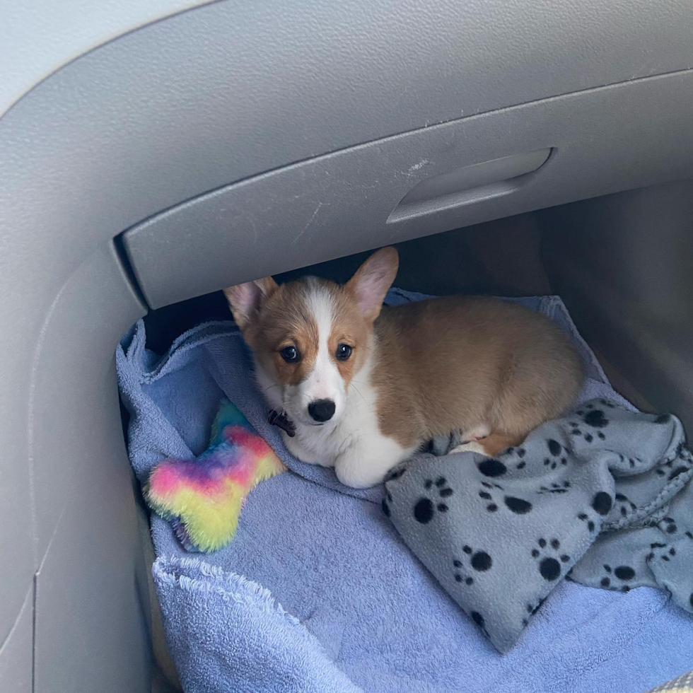 Pembroke Welsh Corgi Being Cute