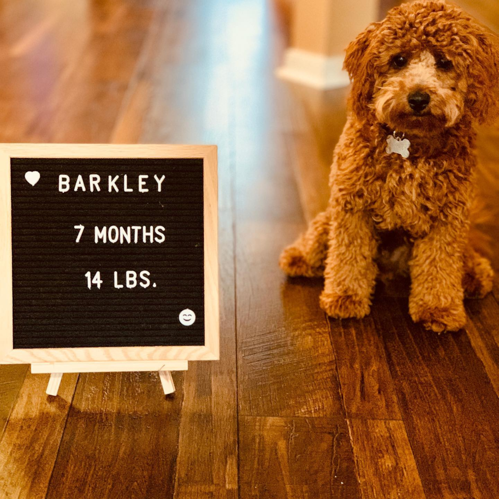 Cockapoo Being Cute