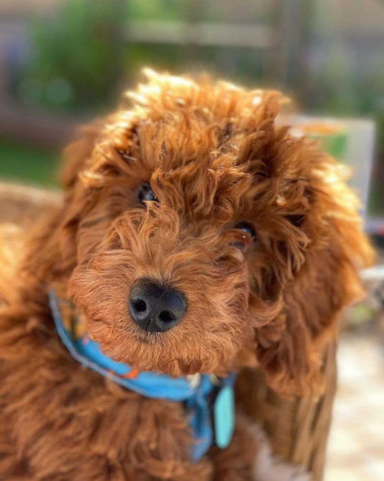 Adorable Golden Retriever Poodle Mix Pup