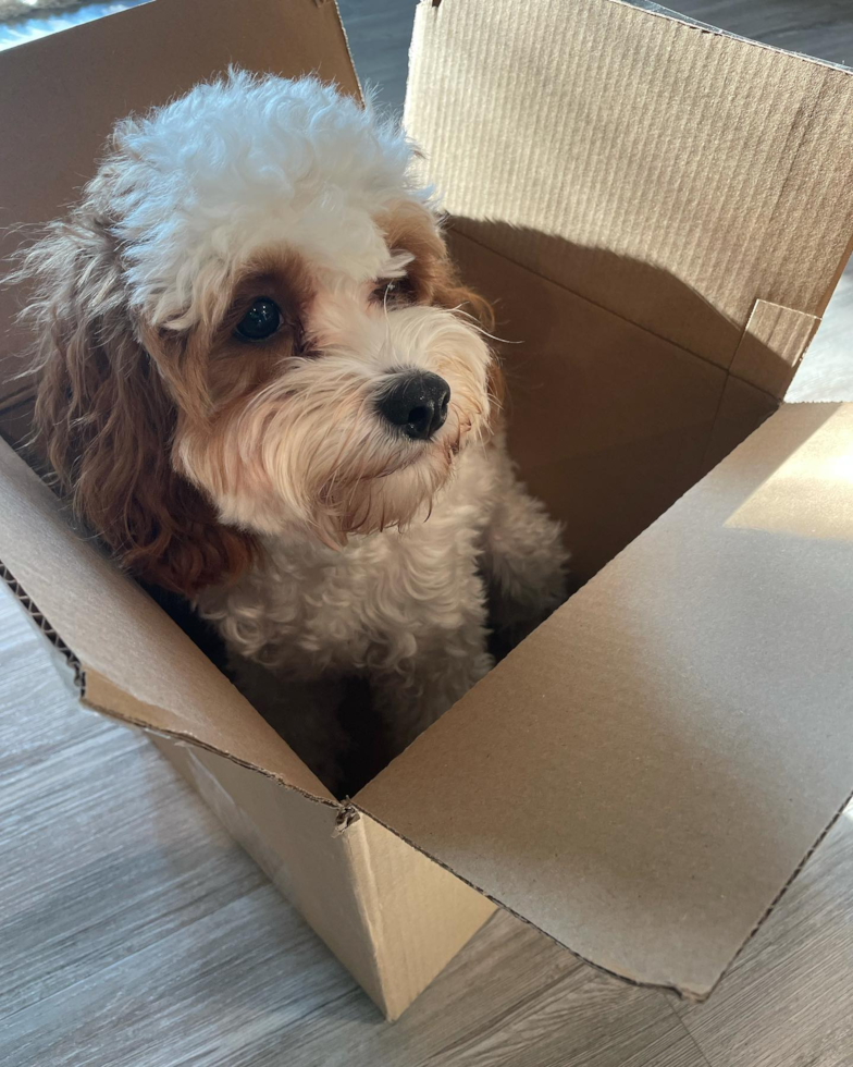 Sweet Cavapoo Pup