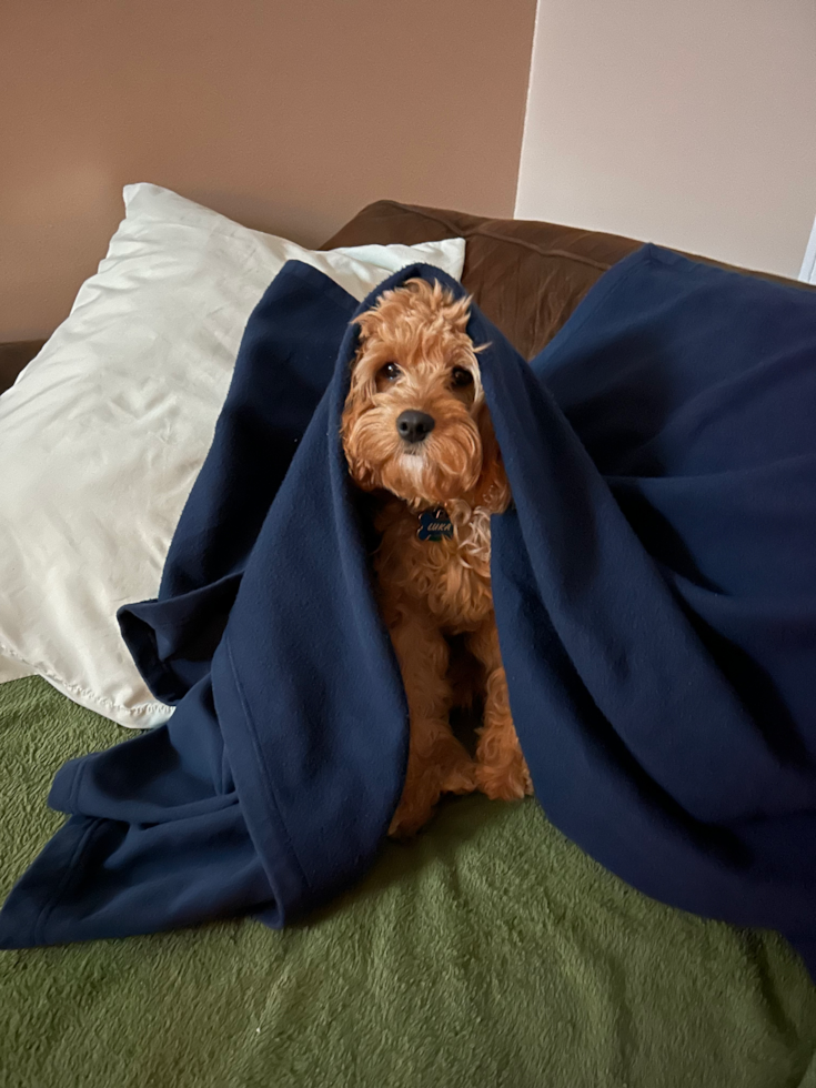 Cavapoo Being Cute