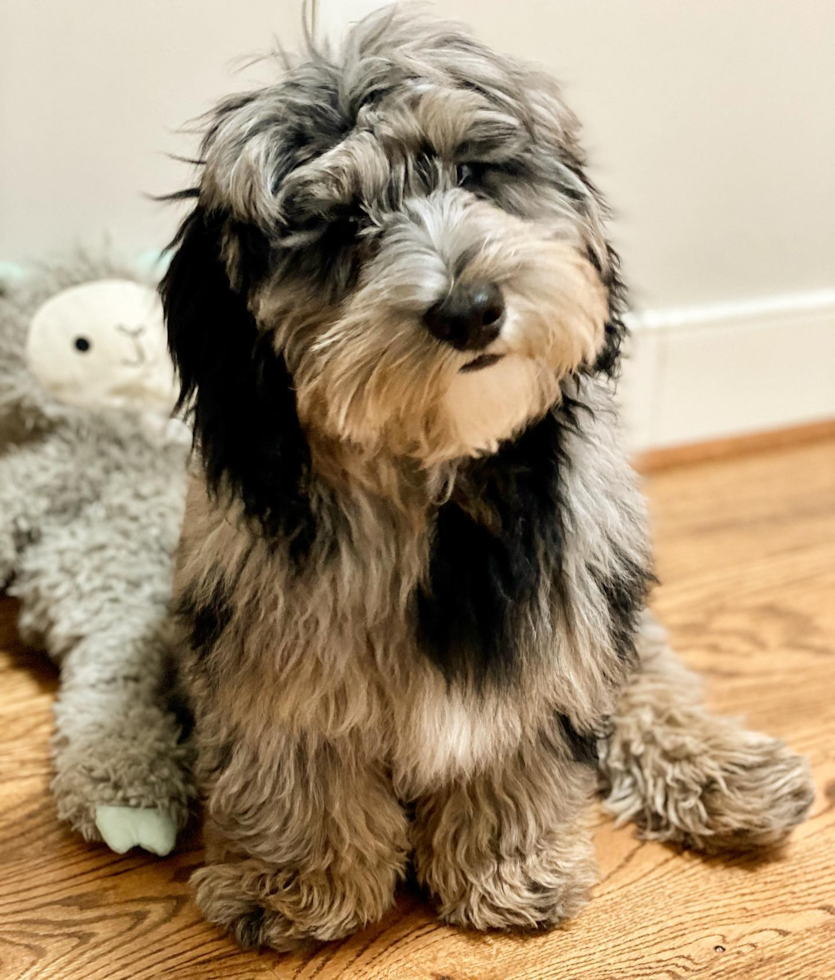 Little Sheep Dog Poodle Mix Pup