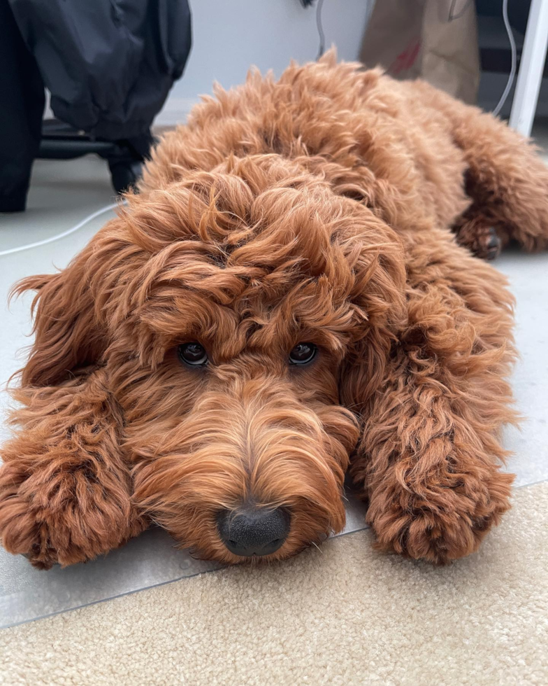 Playful Golden Retriever Poodle Mix Pup