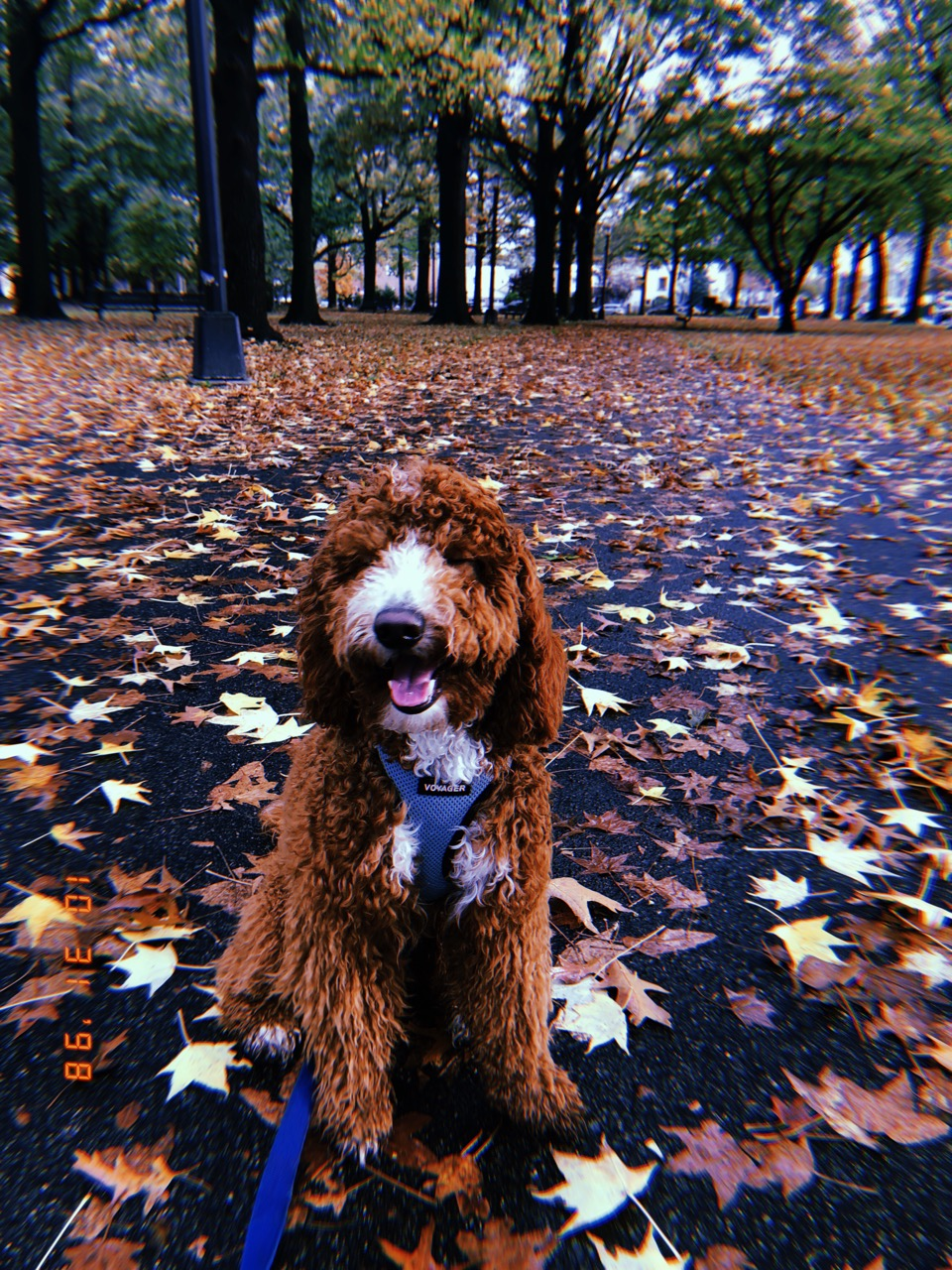 Mini Goldendoodle Puppy for Adoption