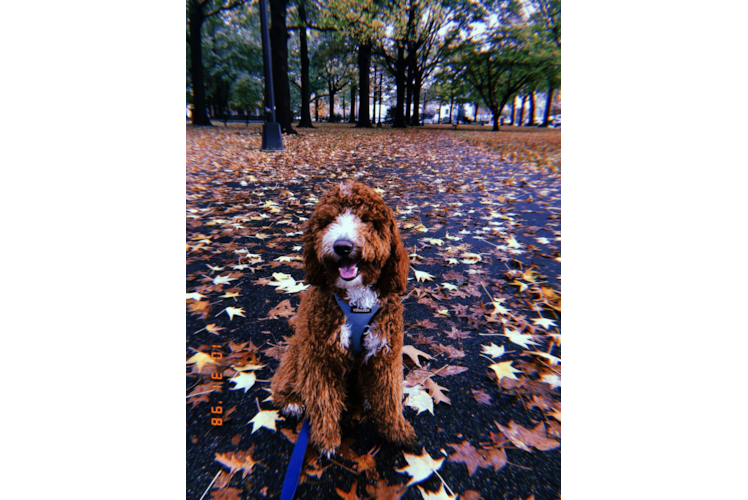 Mini Goldendoodle Puppy for Adoption