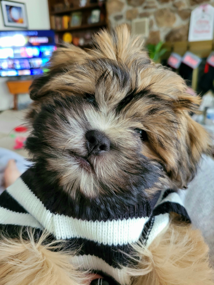 Teddy Bear Pup