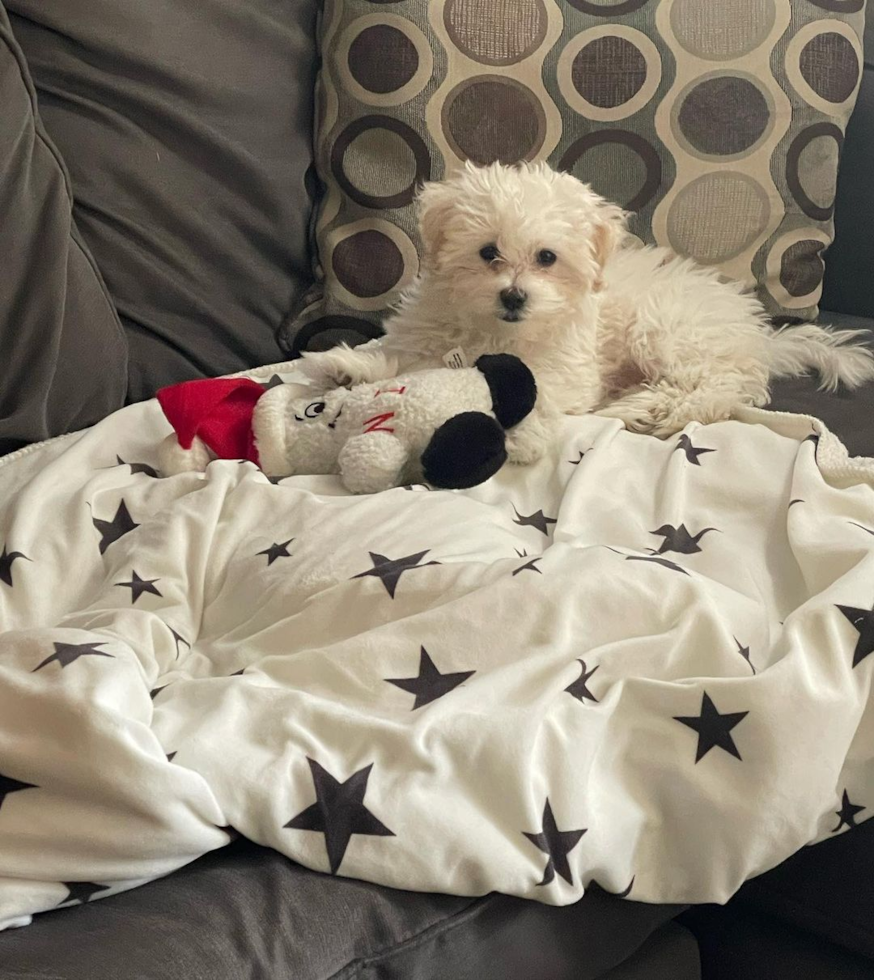 Smart Maltipoo Poodle Mix Pup