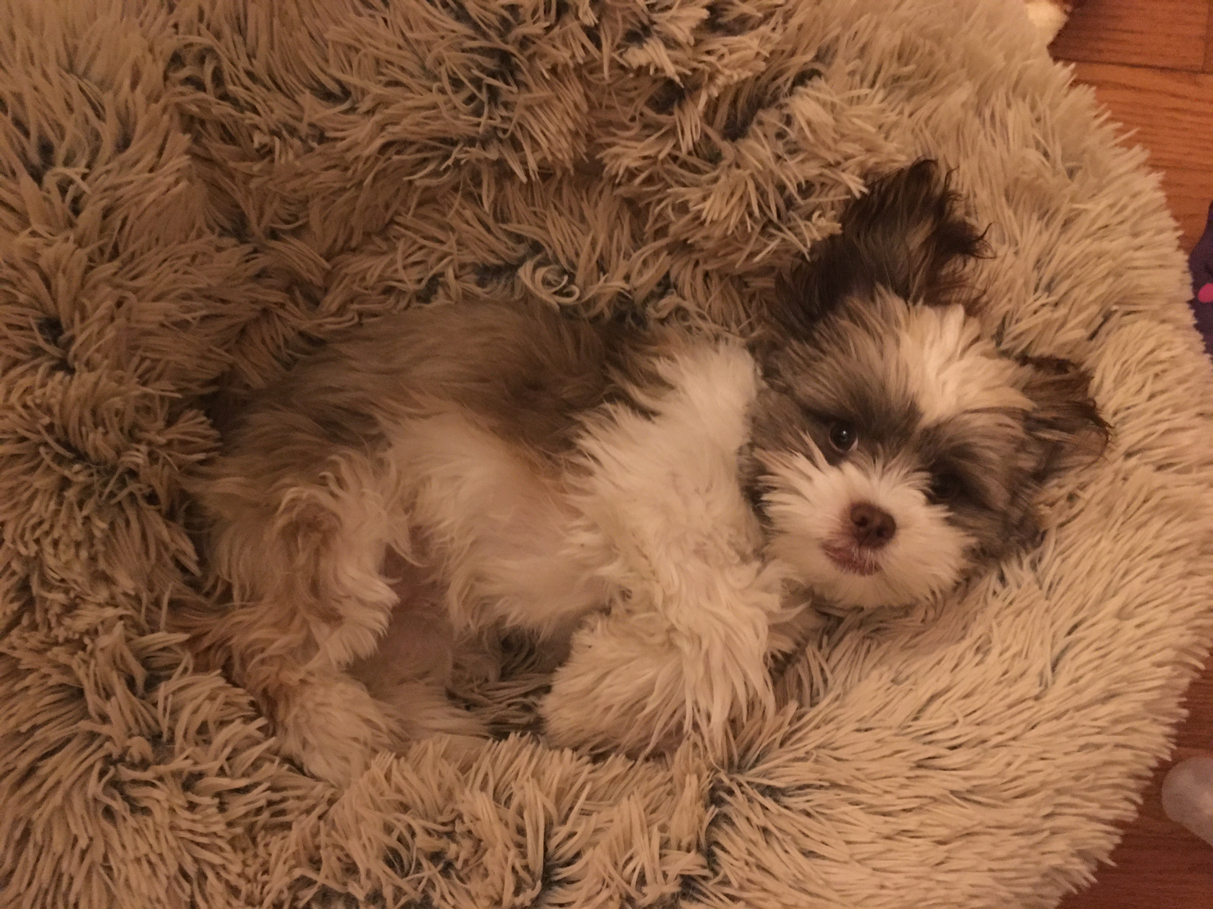 Hypoallergenic Havanese Designer Puppy