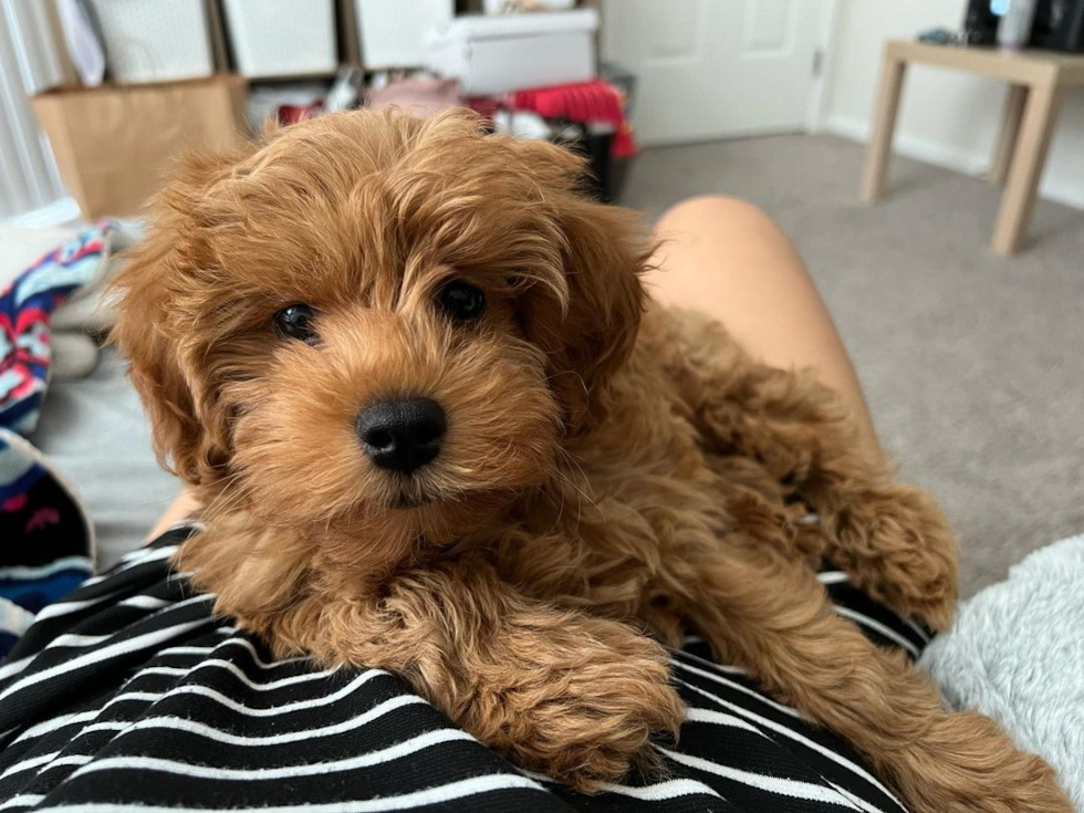 Hypoallergenic Golden Retriever Poodle Mix Pup