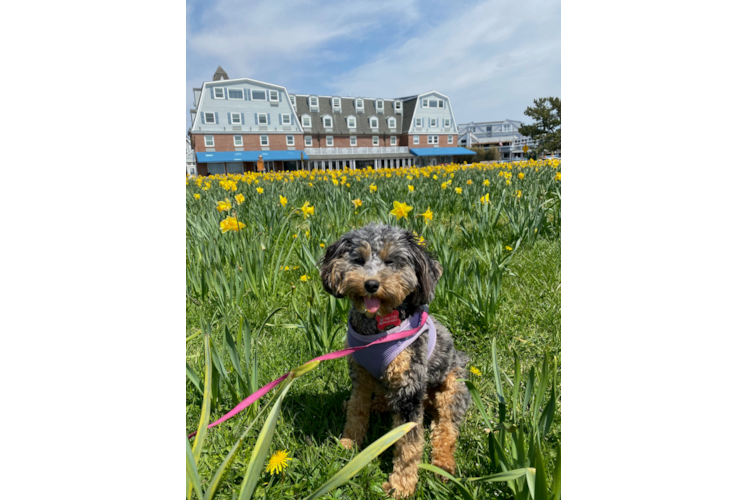 Adorable Cockerpoo Poodle Mix Puppy