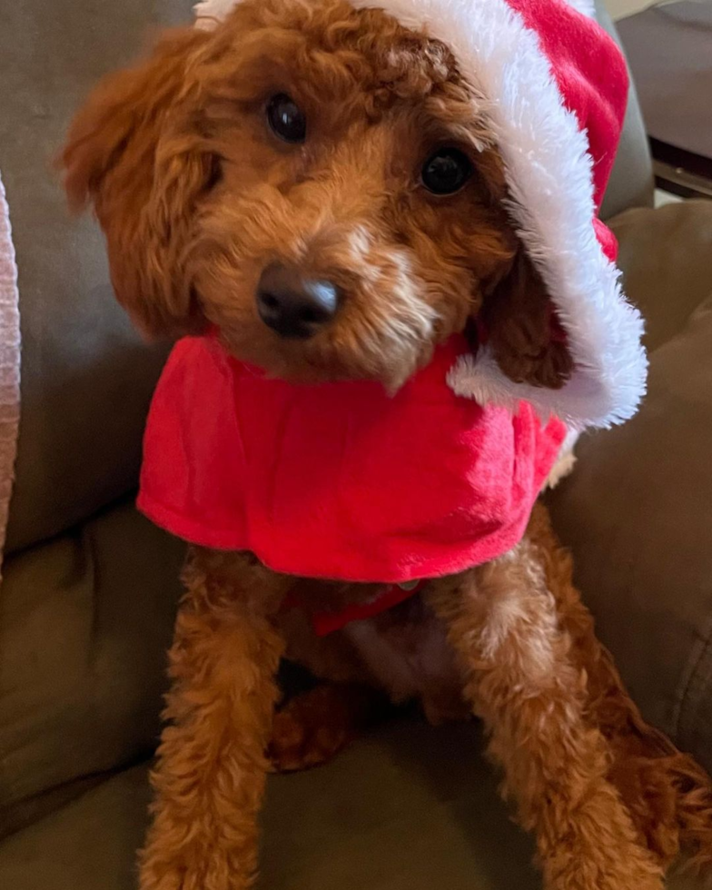 Energetic Cavoodle Poodle Mix Pup