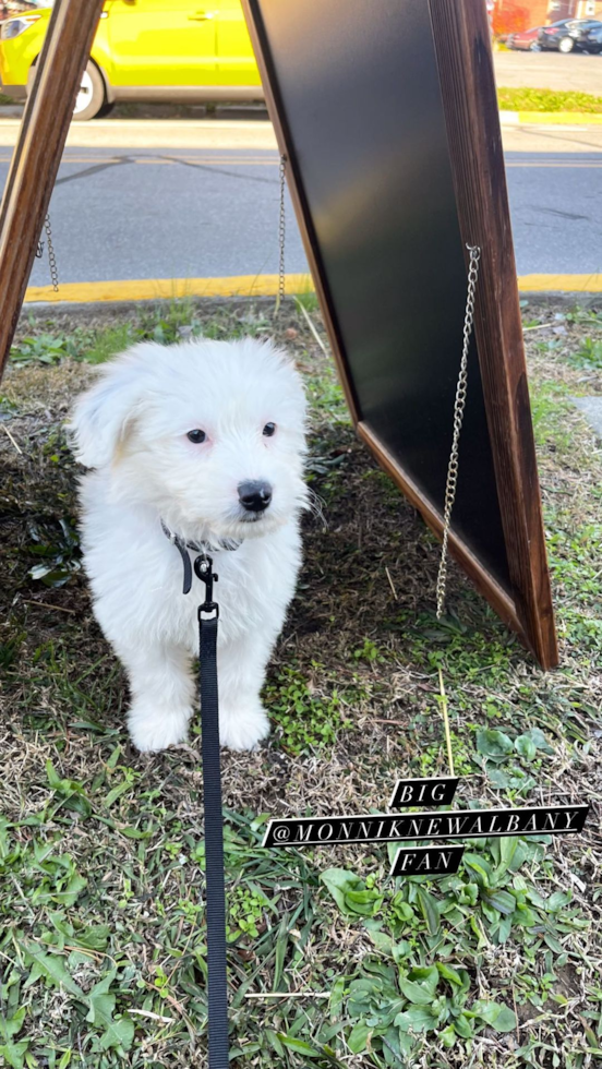 Starlight Mini Sheepadoodle Pup