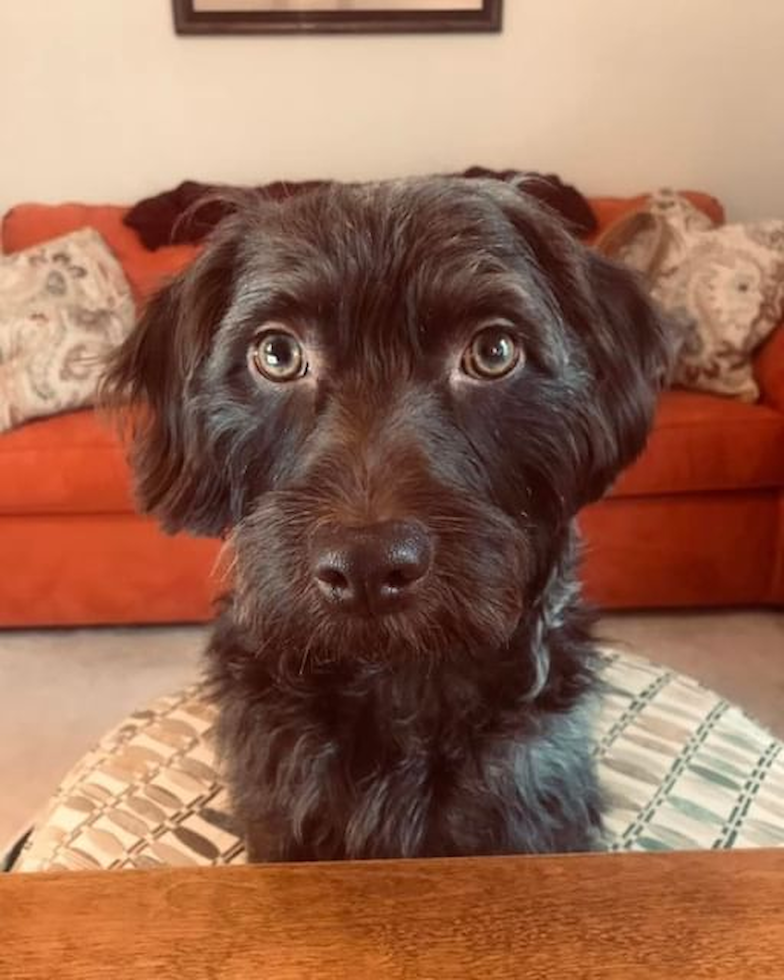 Mini Labradoodle Being Cute