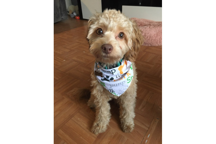 Cavapoo Pup Being Cute