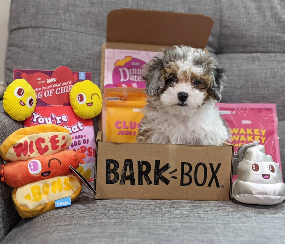 Funny Shih Poo Poodle Mix Pup