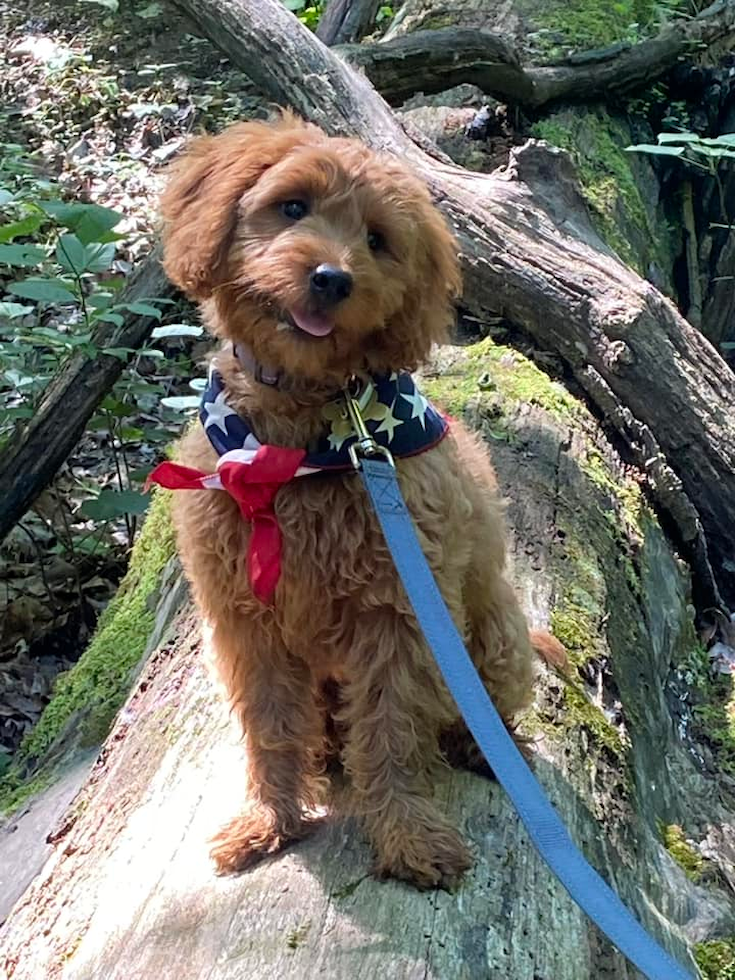 Mini Goldendoodle Pup