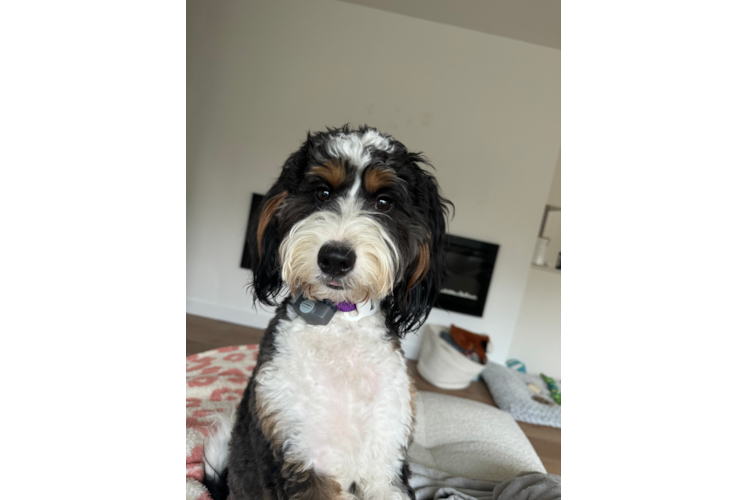 Mini Bernedoodle Puppy for Adoption