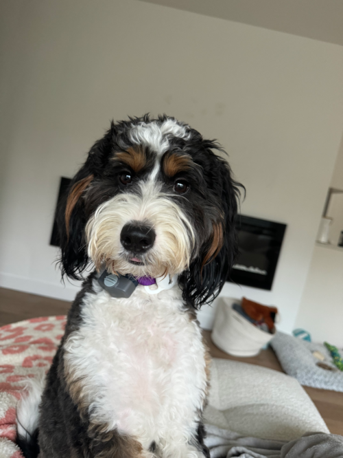 Mini Bernedoodle Being Cute