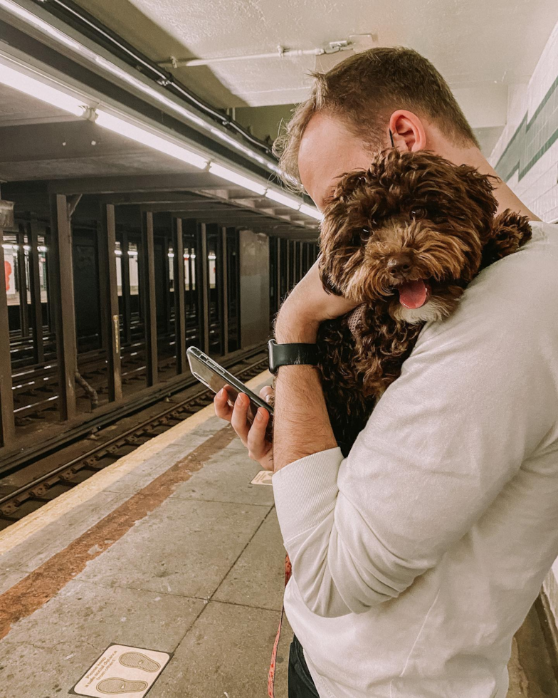 Popular Poodle Purebred Pup