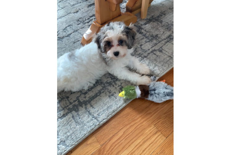 Playful Cavoodle Poodle Mix Puppy