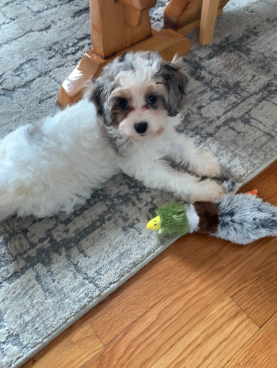 Energetic Cavoodle Poodle Mix Pup