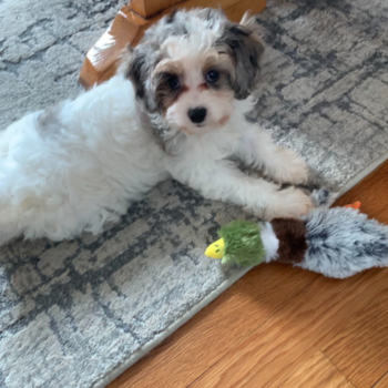 Energetic Cavoodle Poodle Mix Pup