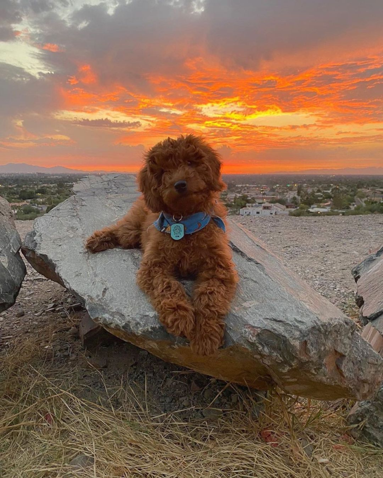 Mini Goldendoodle Being Cute