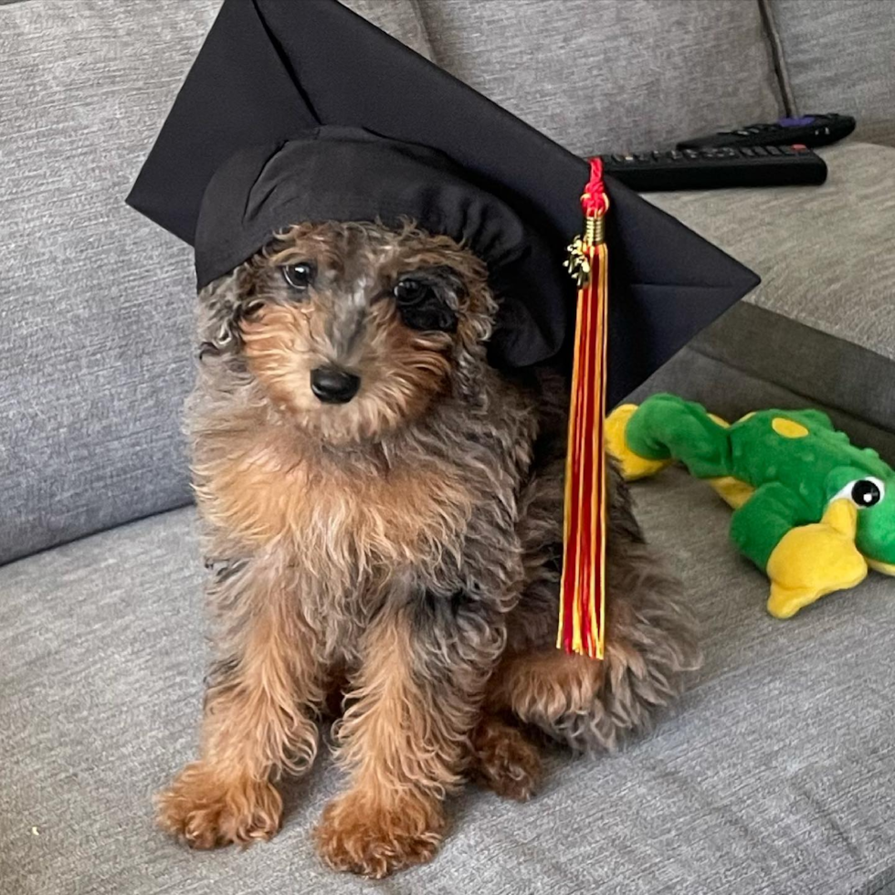 Happy Mini Labradoodle Pup