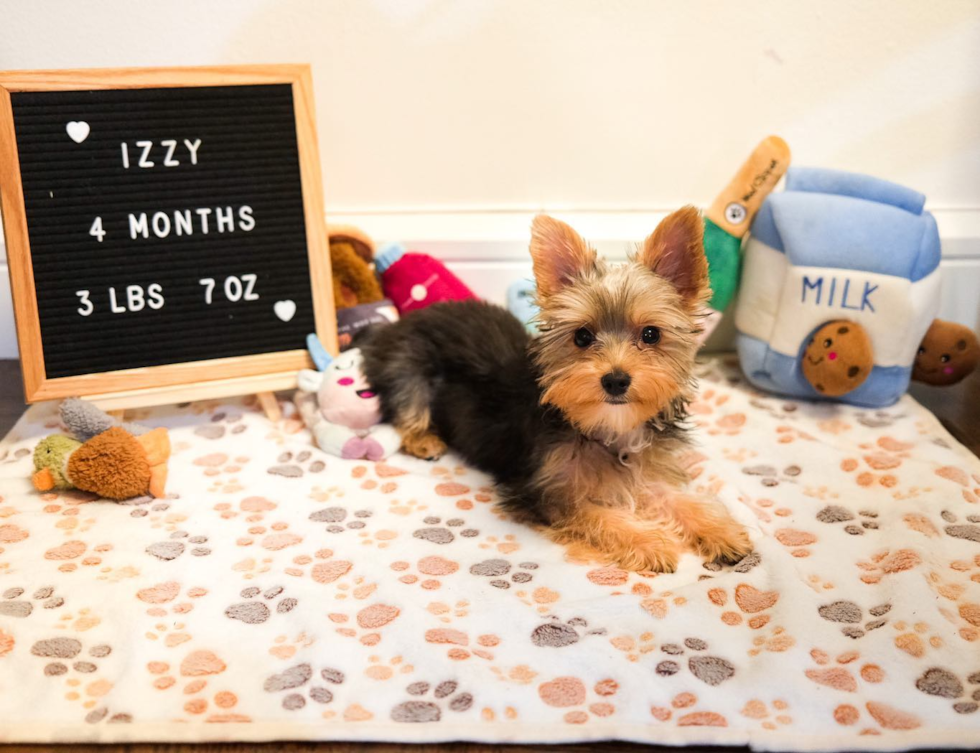 Adorable Yorkie Purebred Pup