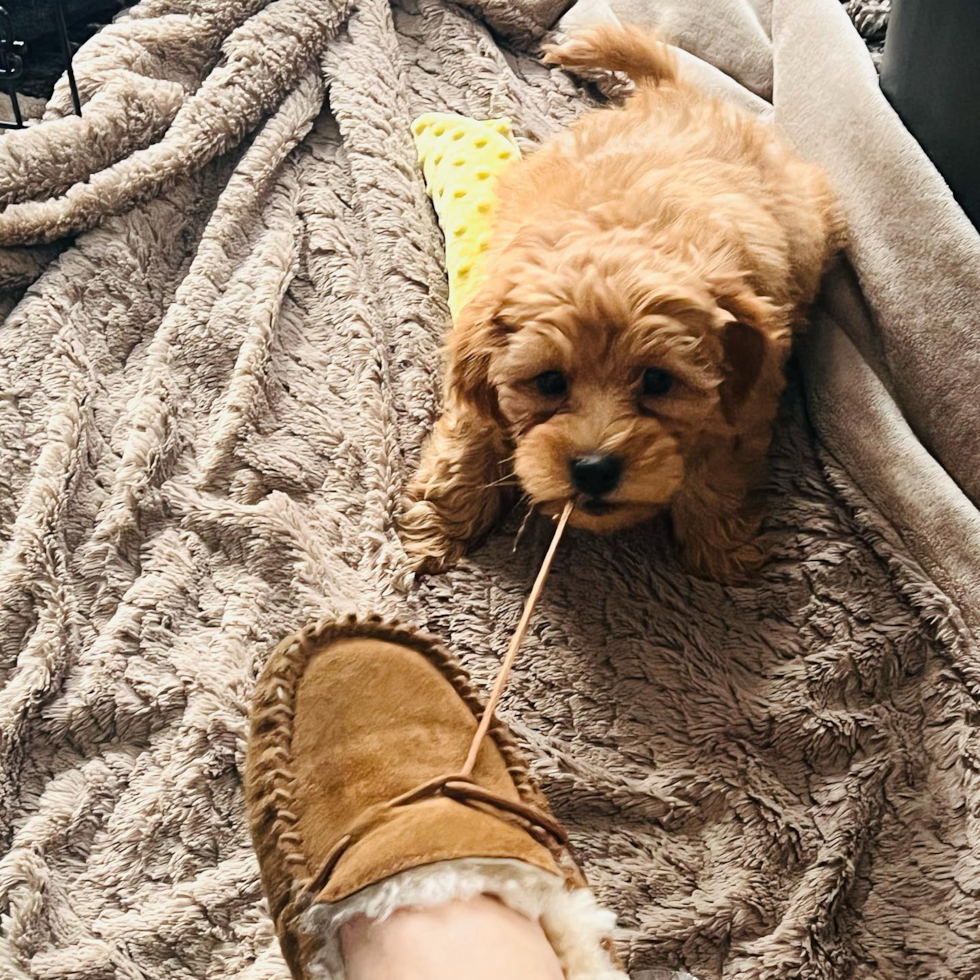 Adorable Golden Retriever Poodle Mix Pup