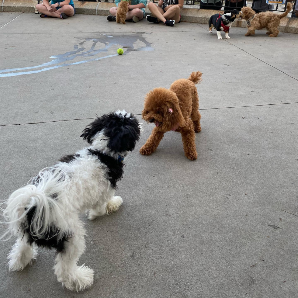 Small Havanese Purebred Pup