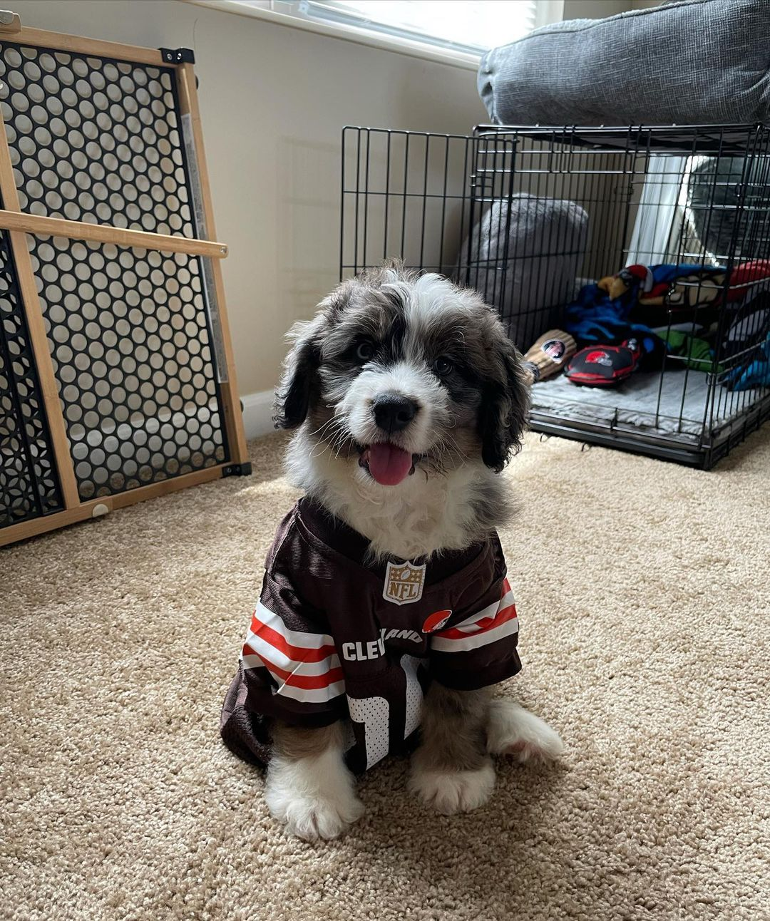 Petite Mini Bernedoodle Poodle Mix Pup