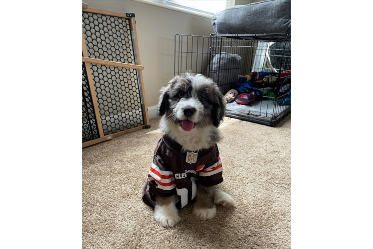 Petite Mini Bernedoodle Poodle Mix Pup