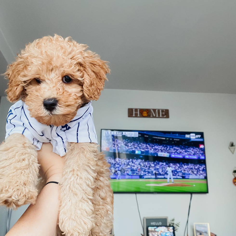 Adorable Golden Retriever Poodle Mix Pup