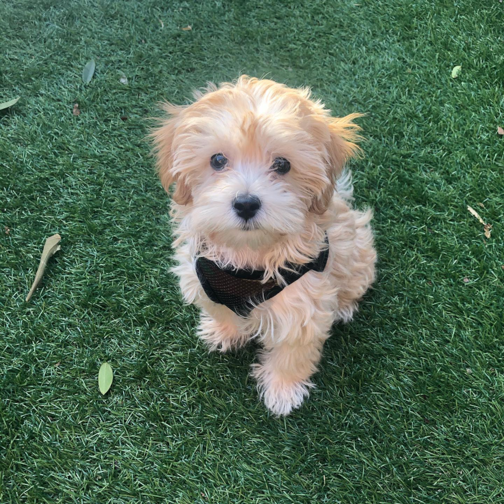 Energetic Maltepoo Poodle Mix Pup