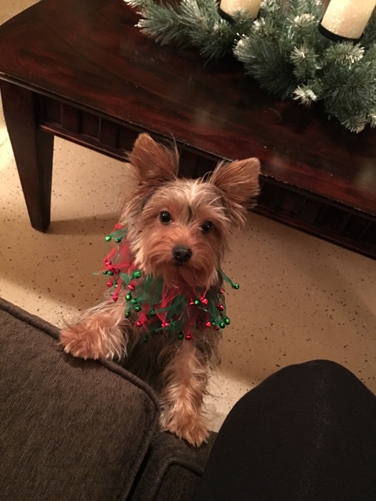 Akc Registered Yorkshire Terrier Pup