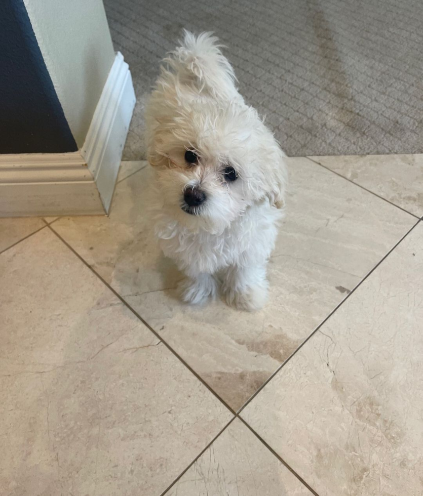 Playful Maltese Poodle Poodle Mix Pup